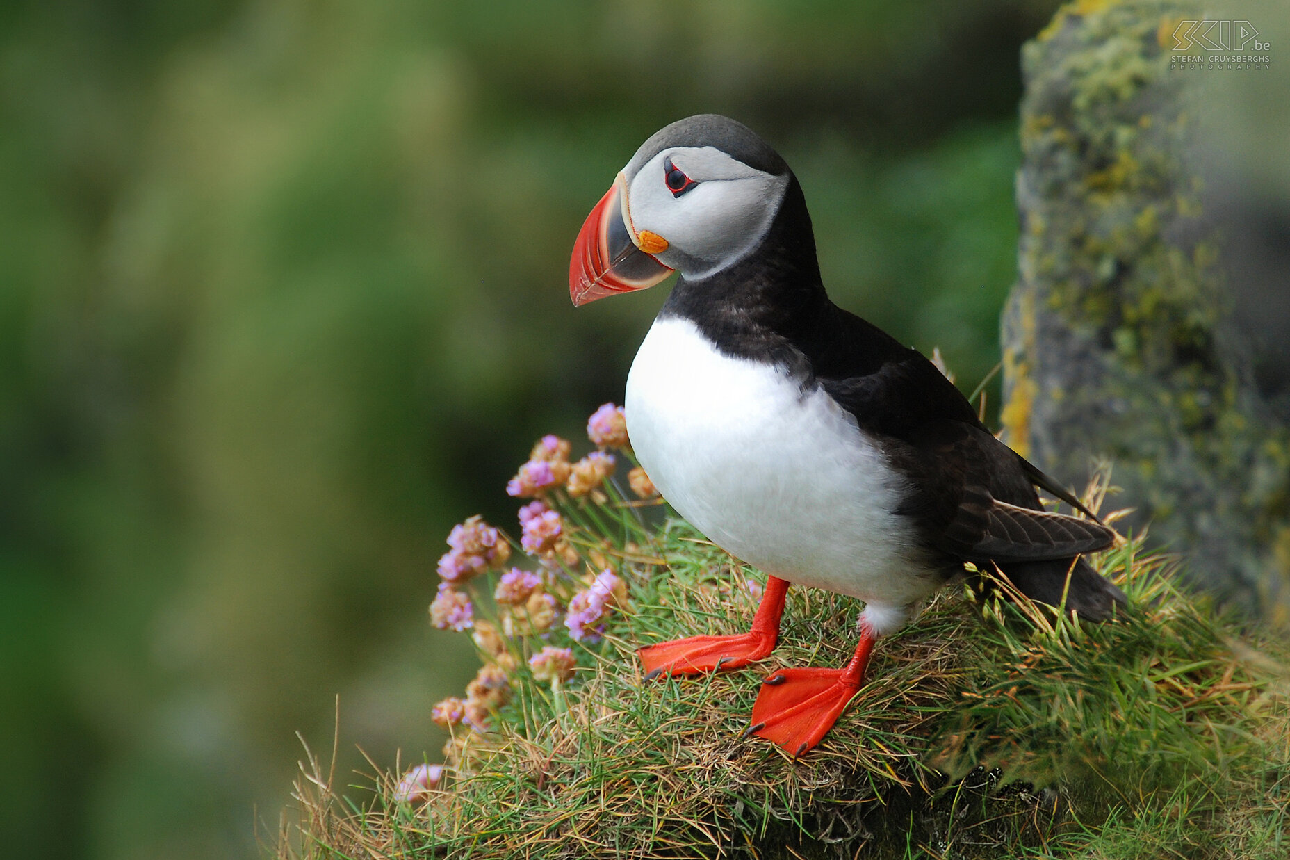 Ingólfshöfdi - Puffin  Stefan Cruysberghs